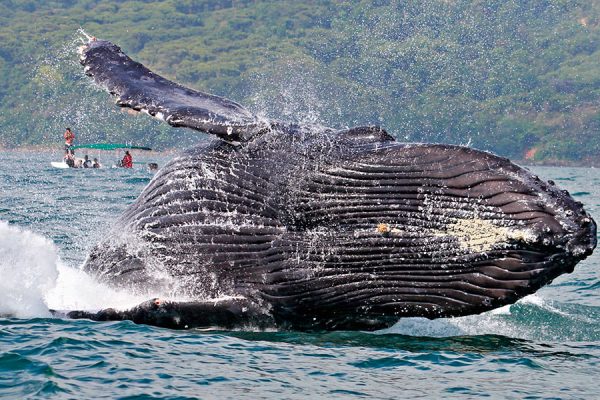 avistamiento-ballenas-delfines-costa-rica